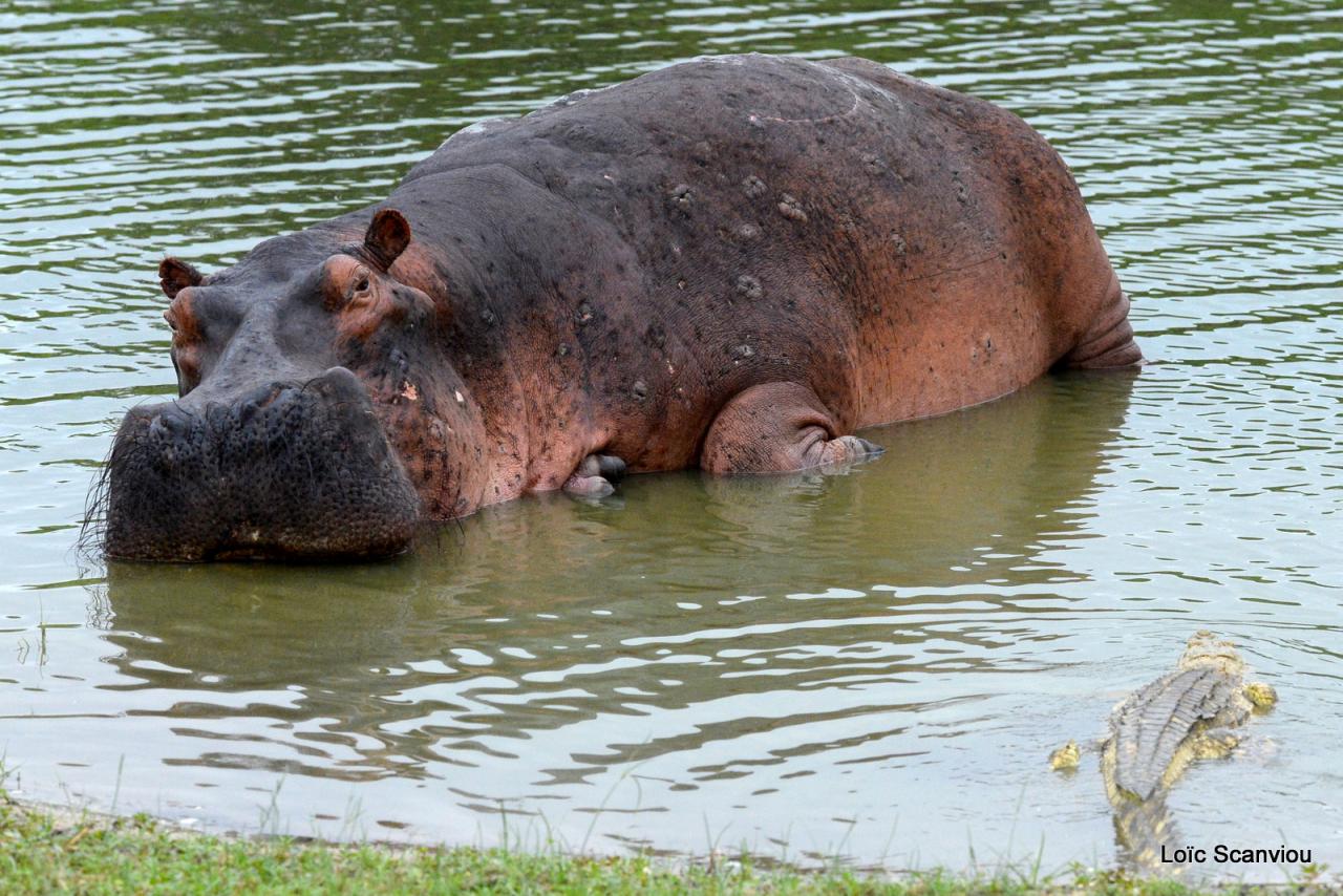 Hippopotame/Hippopotamus (15)