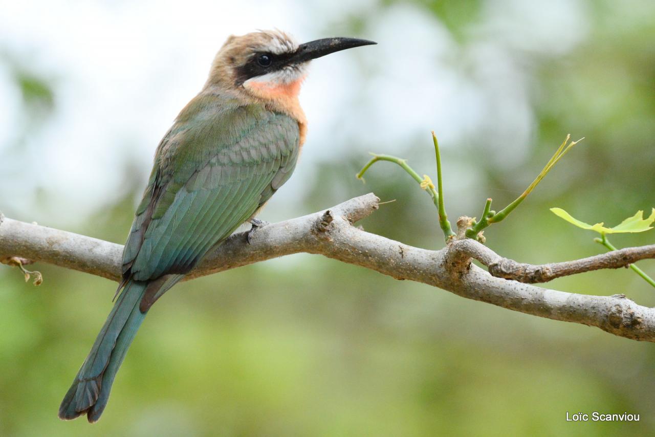 Guêpier à front blanc/White-fronted Bee-eater (5)