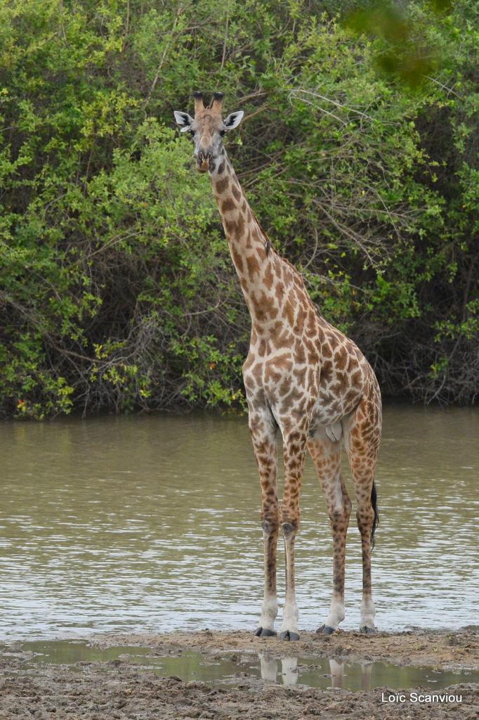 Girafe masaï/Masai Giraffe (22)
