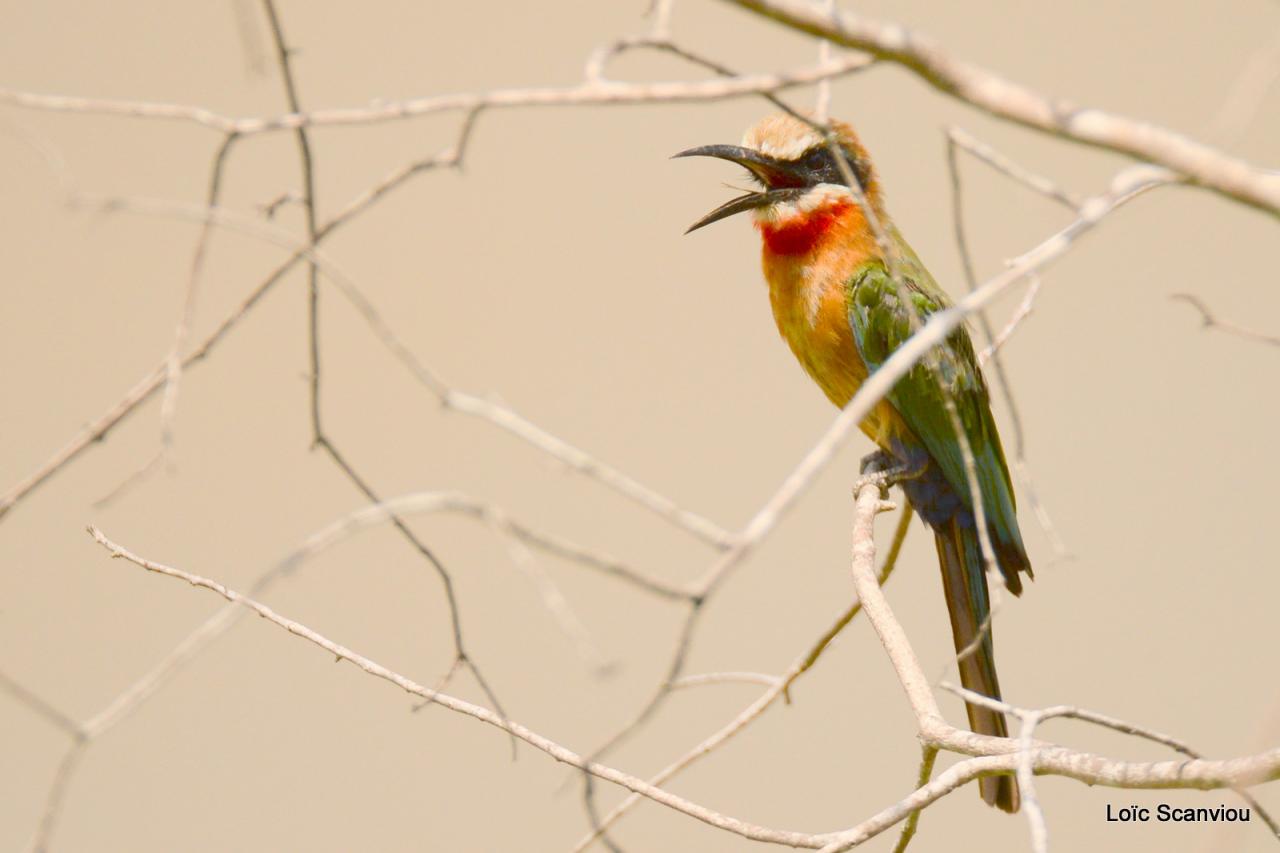 Guêpier à front blanc/White-fronted Bee-eater (6)