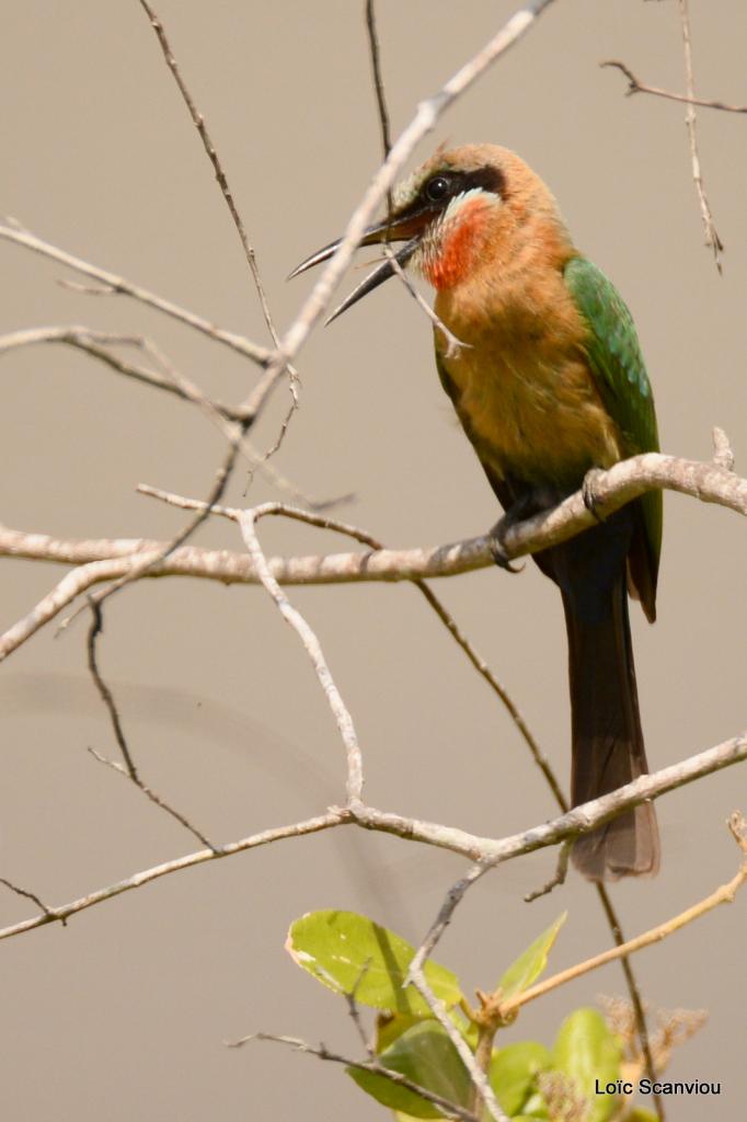 Guêpier à front blanc/White-fronted Bee-eater (8)