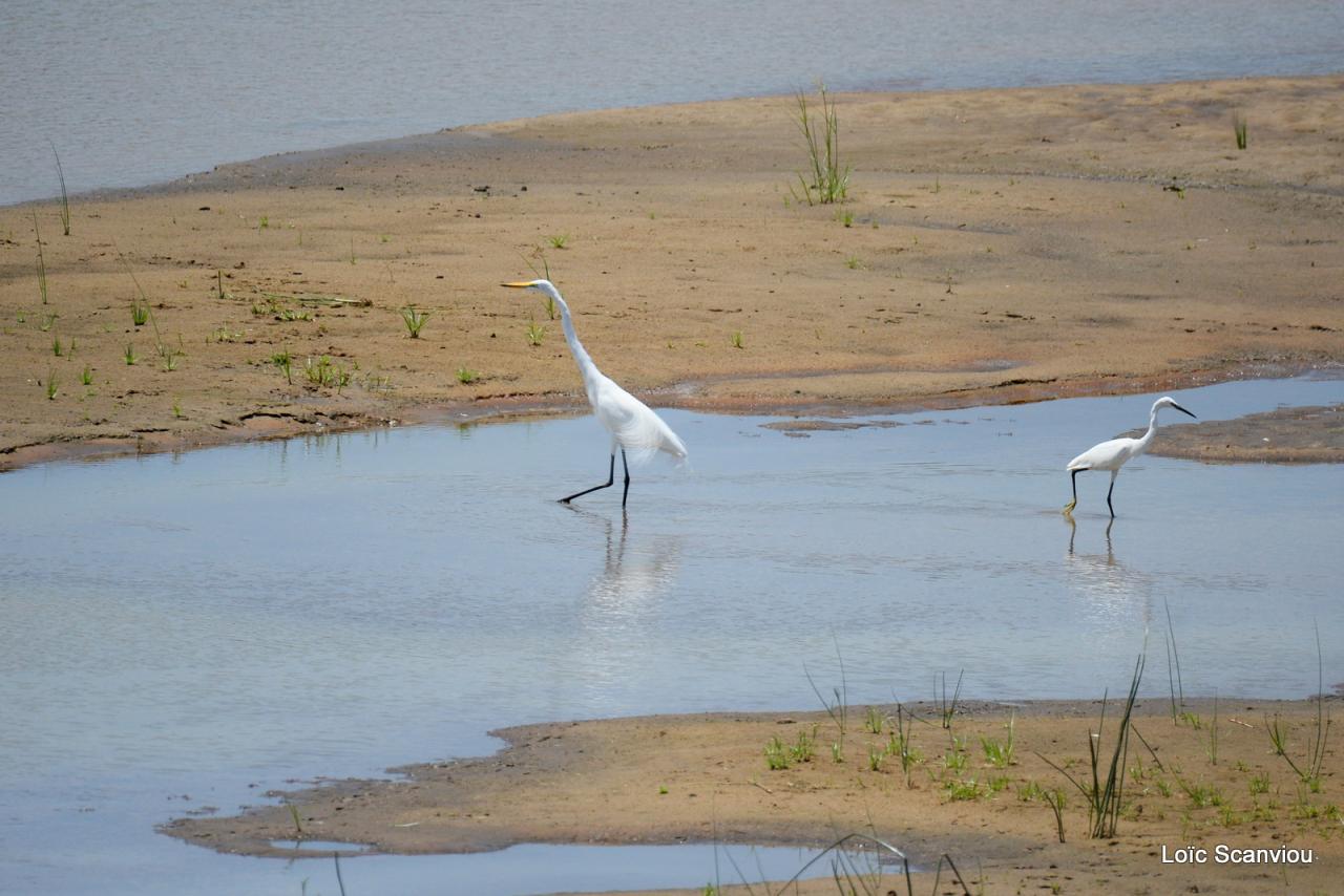 Aigrette/Egret (3)