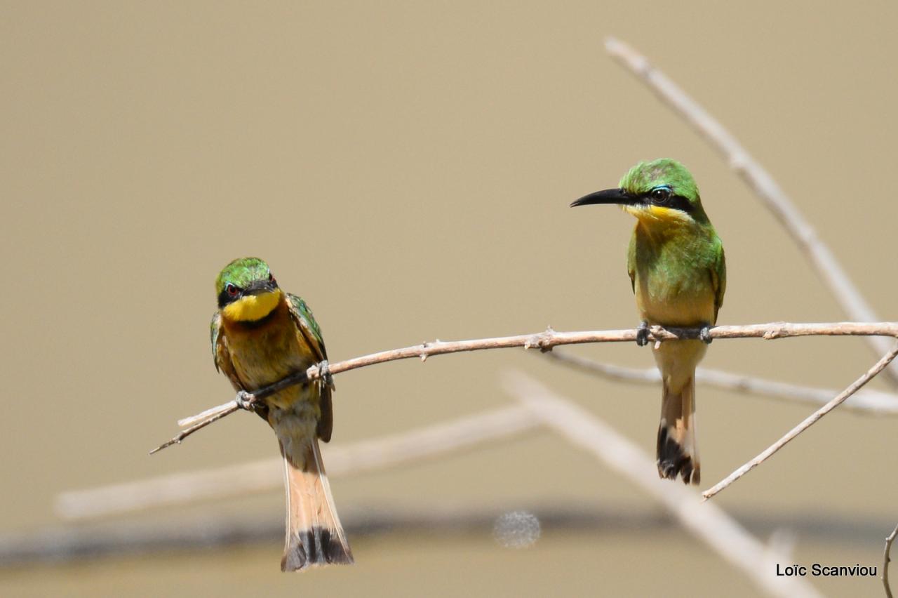 Guêpier nain/Little Bee-eater (3)