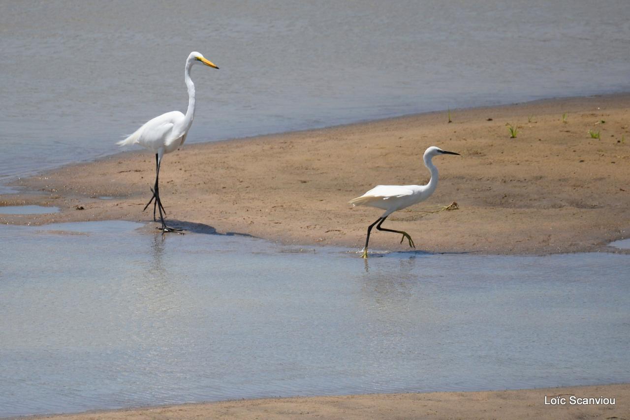 Aigrette/Egret (4)