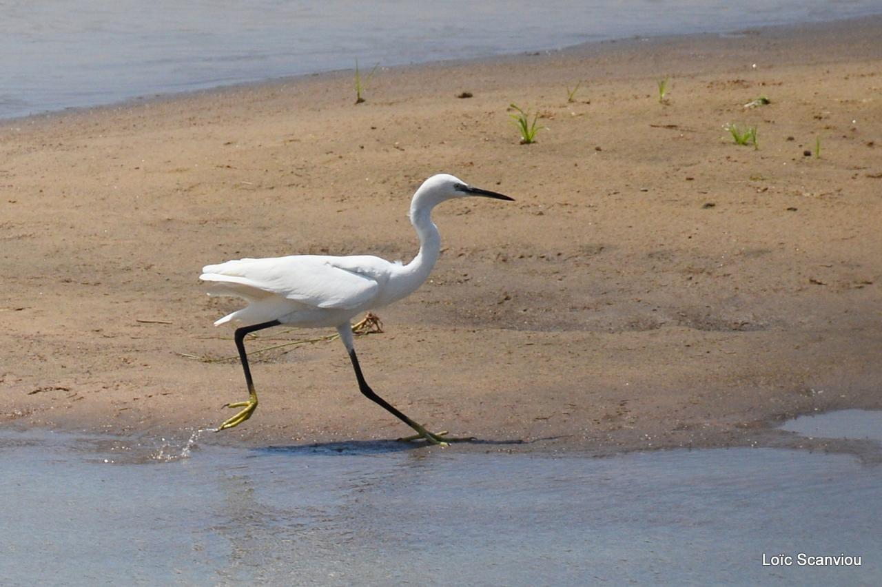 Aigrette/Egret (5)