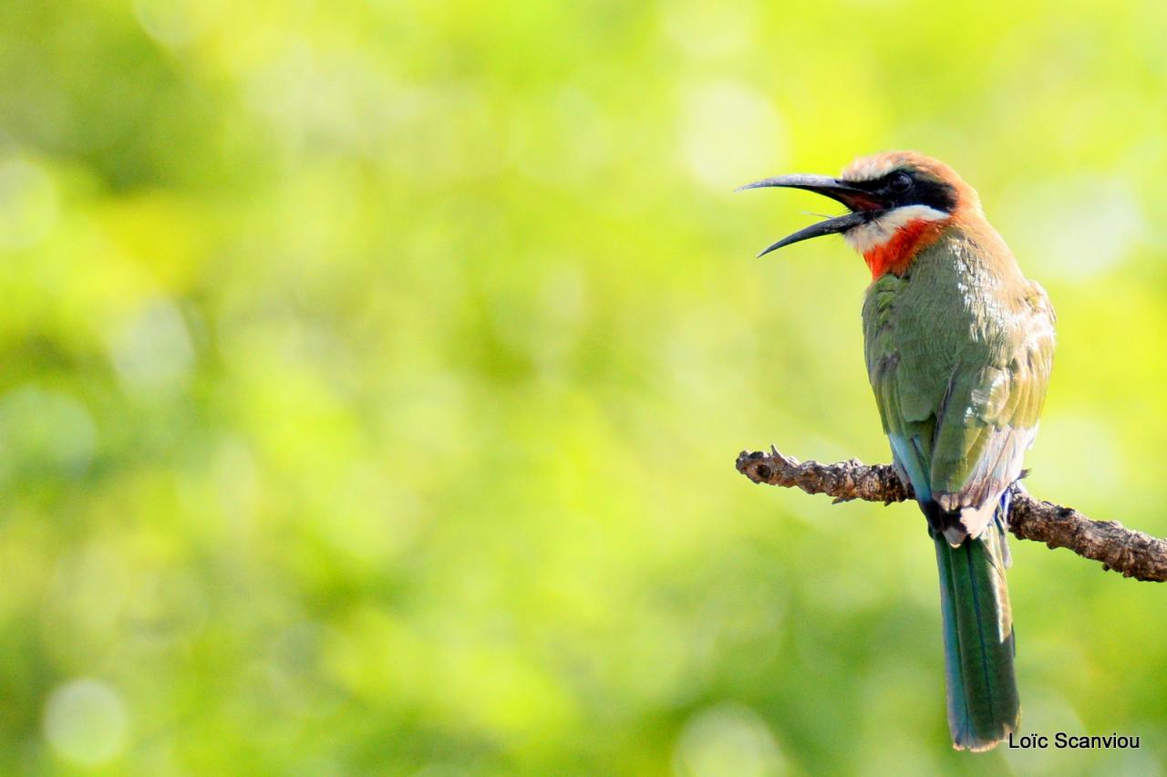 Guêpier à front blanc/White-fronted Bee-eater (9)