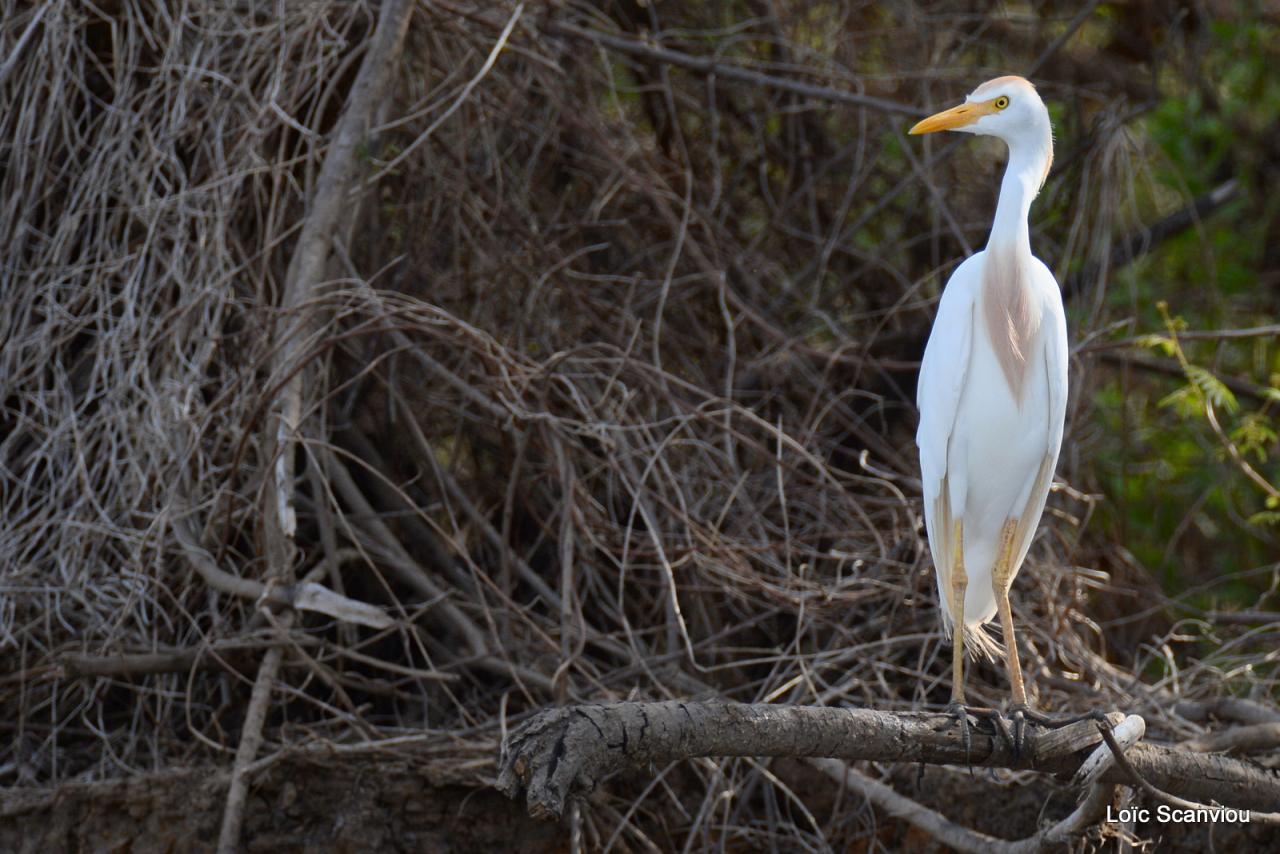 Héron garde-boeufs/Cattle Egret (1)