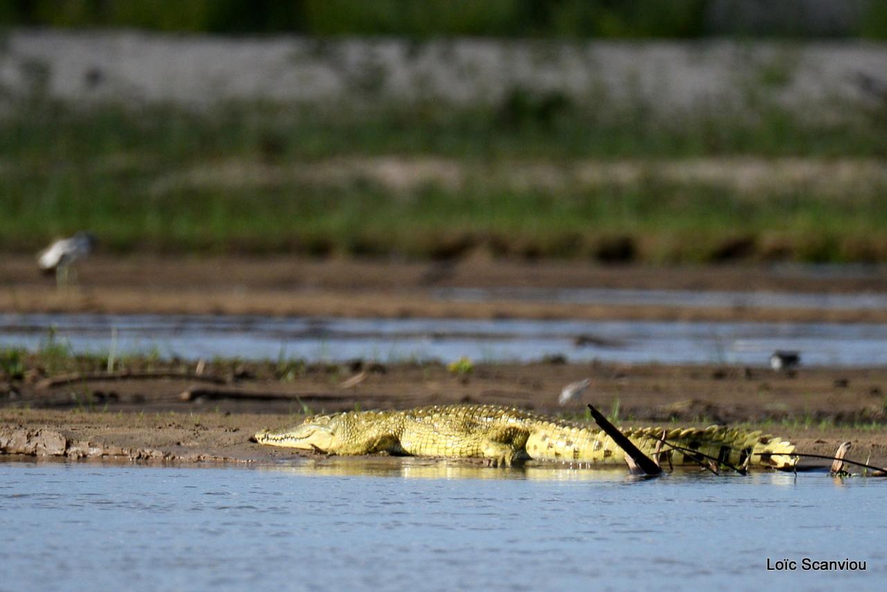 Crocodile du Nil/Nile Crocodile (26)