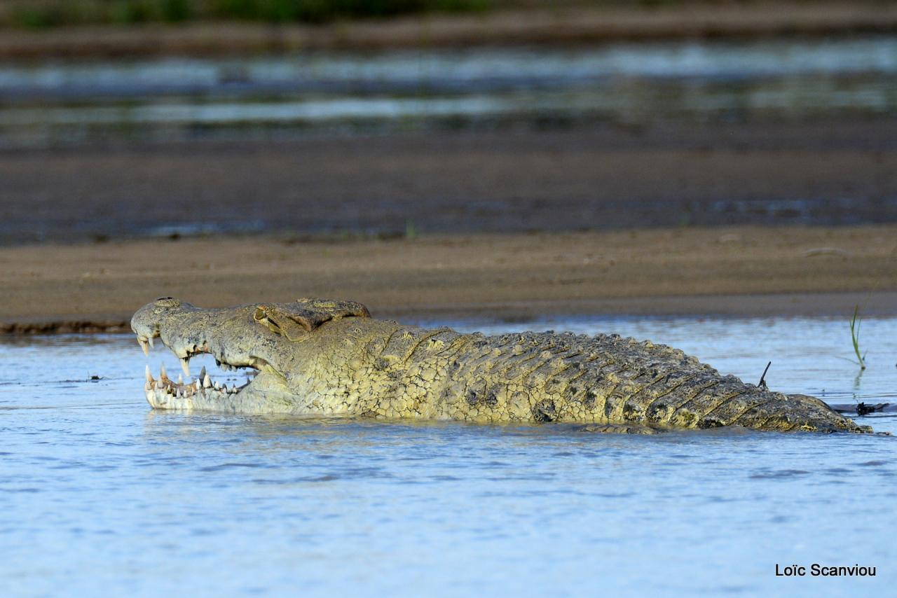 Crocodile du Nil/Nile Crocodile (27)
