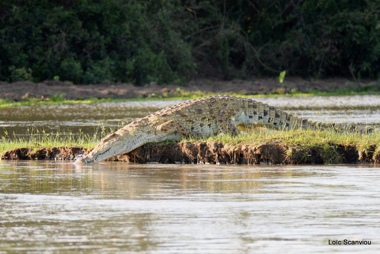 Crocodile du Nil/Nile Crocodile (29)