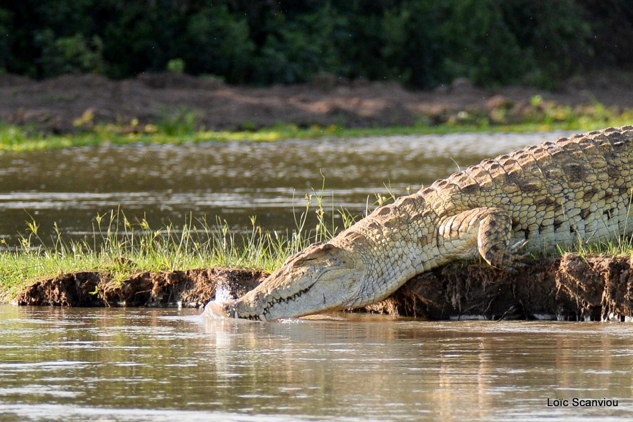 Crocodile du Nil/Nile Crocodile (30)