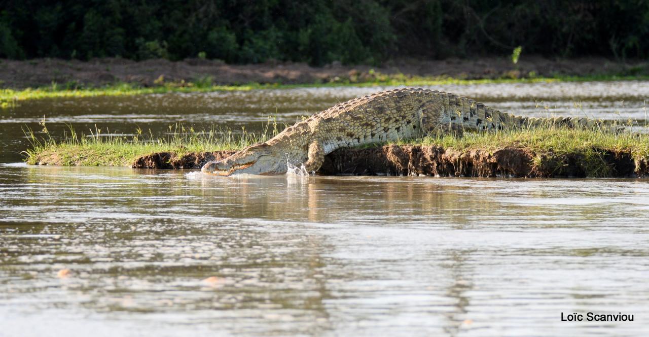 Crocodile du Nil/Nile Crocodile (31)