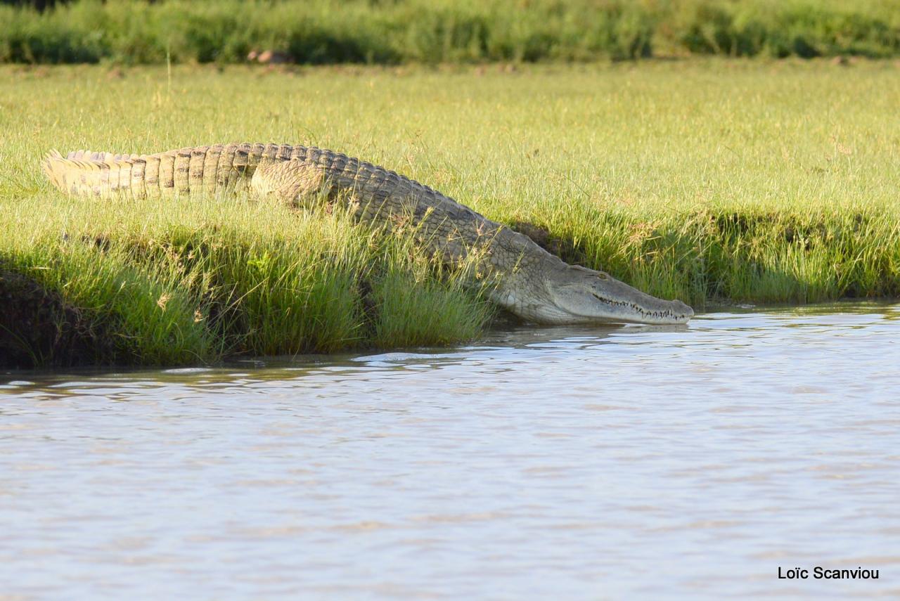 Crocodile du Nil/Nile Crocodile (32)