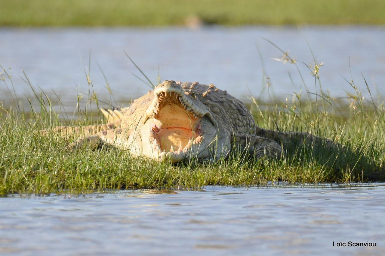 Crocodile du Nil/Nile Crocodile (33)
