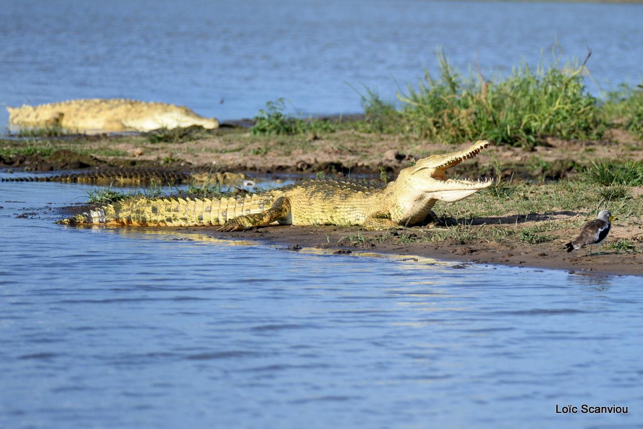 Crocodile du Nil/Nile Crocodile (34)