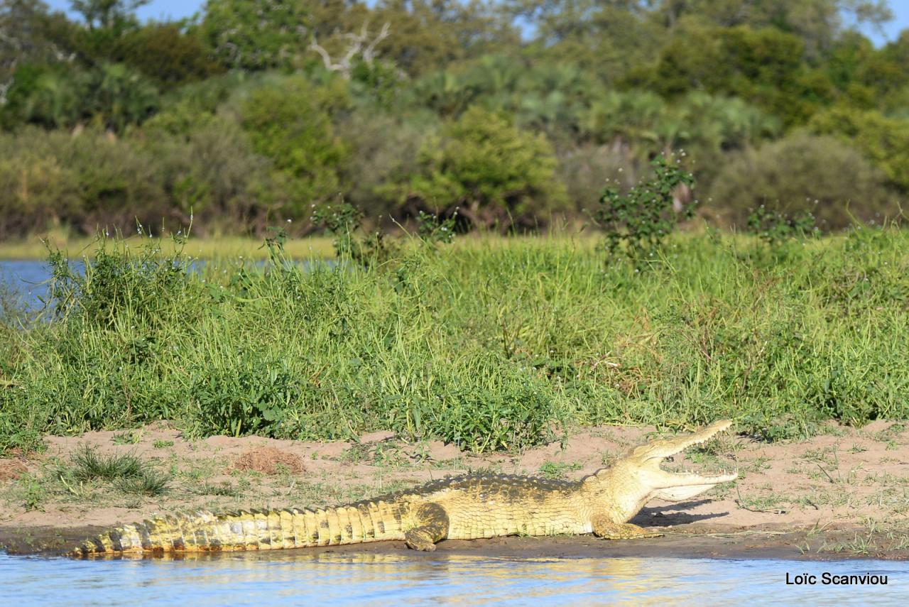 Crocodile du Nil/Nile Crocodile (35)