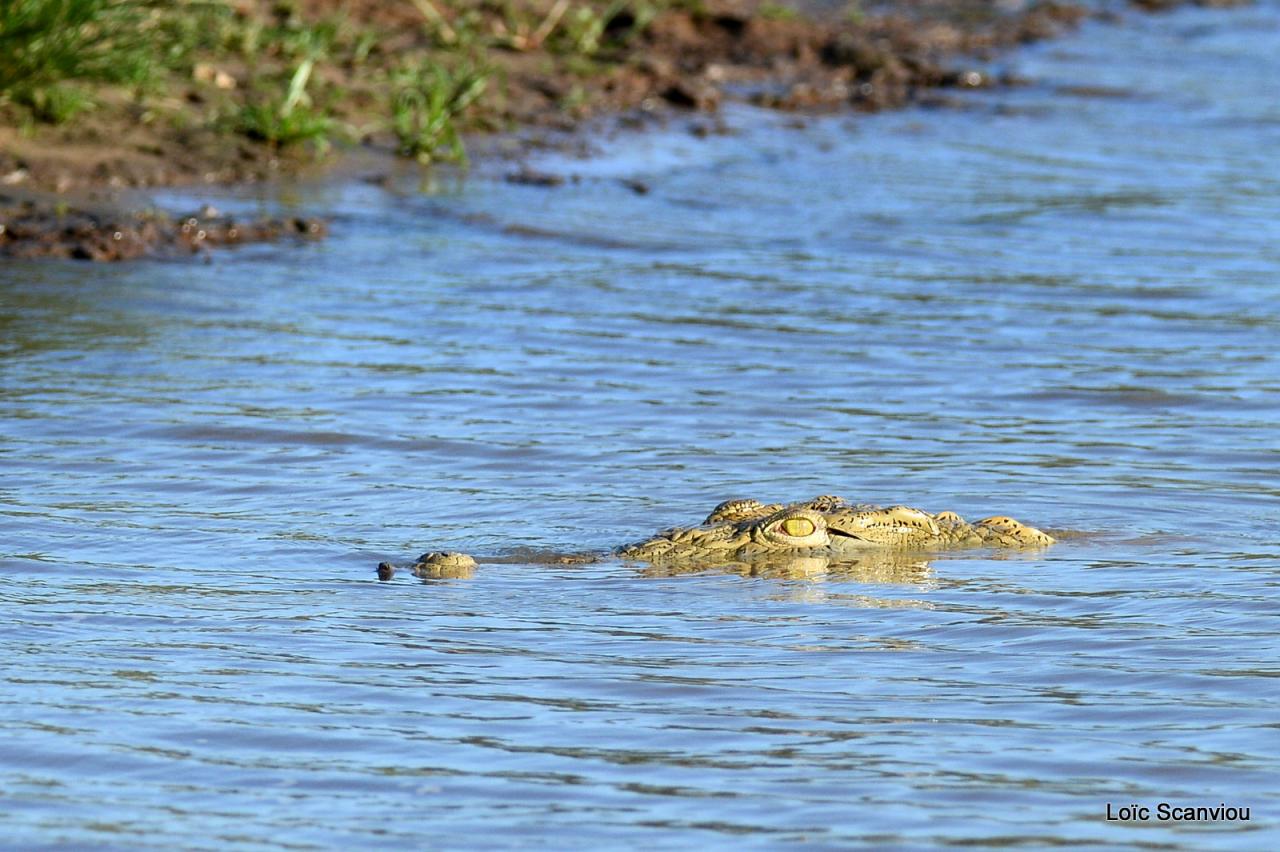 Crocodile du Nil/Nile Crocodile (36)