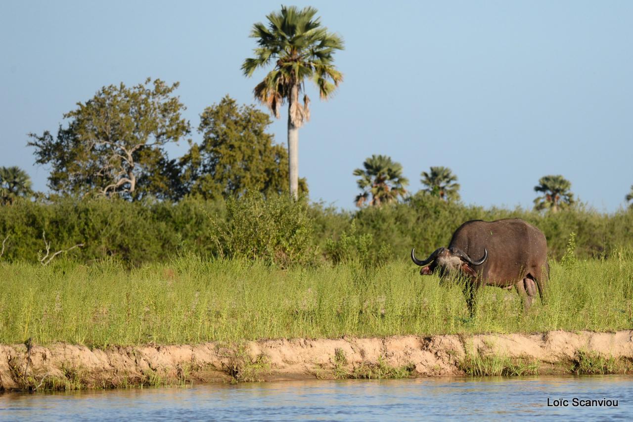 Buffle du Cap/Cape Buffalo (10)