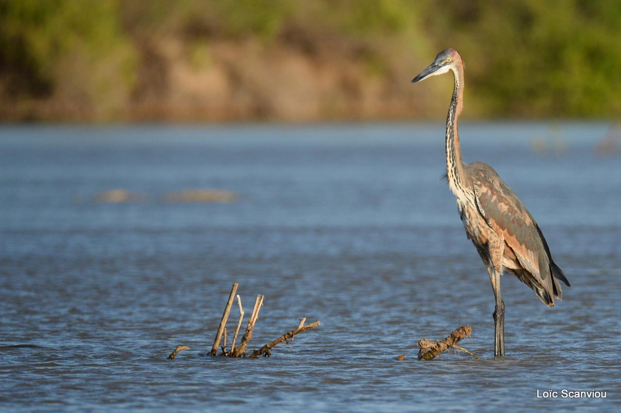 Héron goliath/Goliath Heron (4)