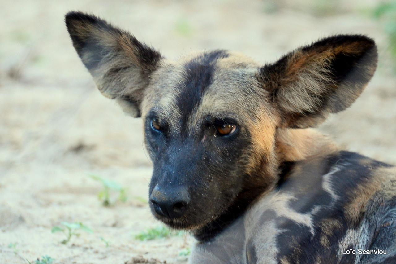 Lycaon/African Wild dog (15)