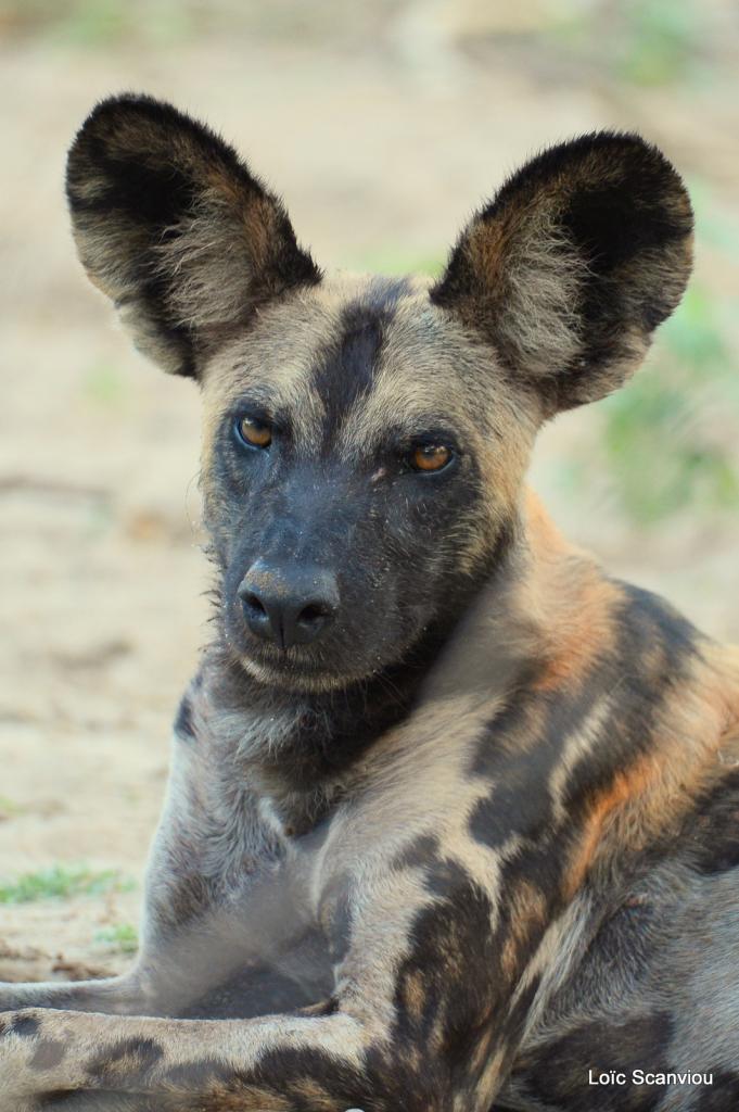 Lycaon/African Wild dog (16)