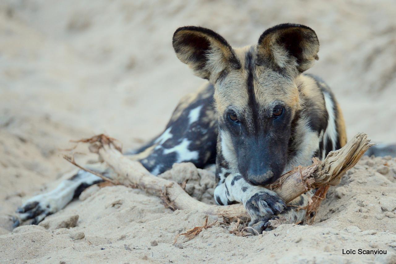 Lycaon/African Wild dog (18)