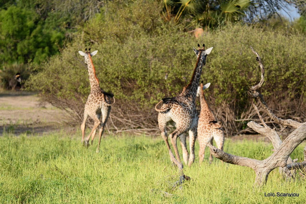 Girafe masaï/Masai Giraffe (25)