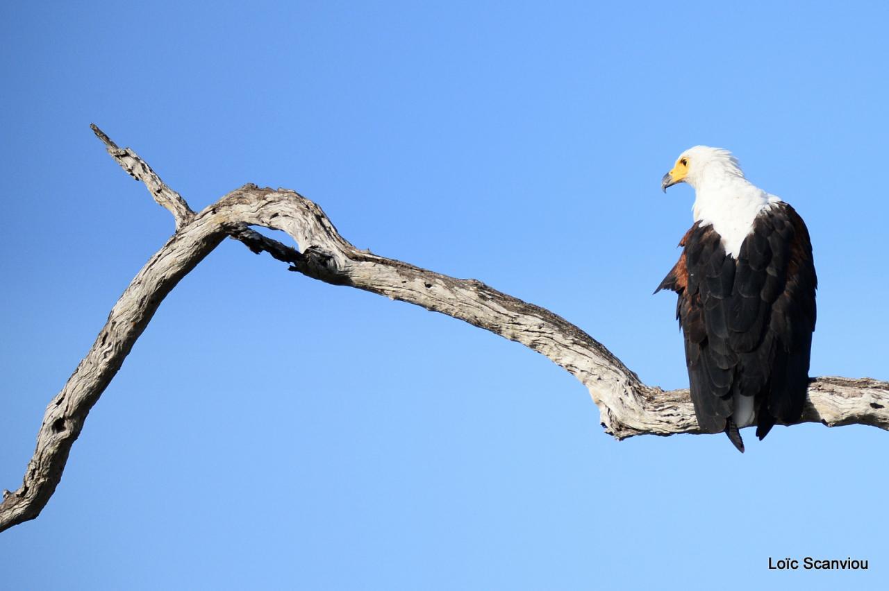 Aigle vocifère/African Fish Eagle (7)