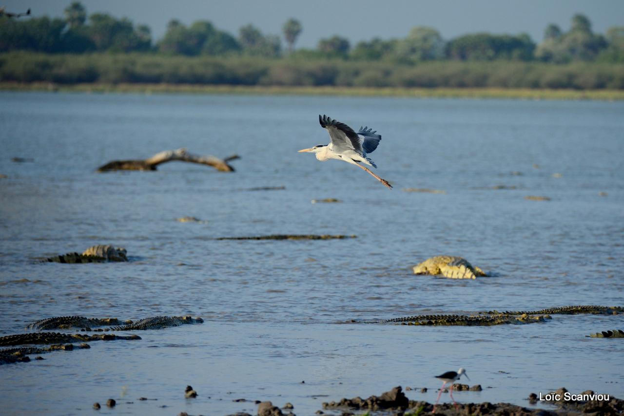 Héron cendré/Grey Heron (2)