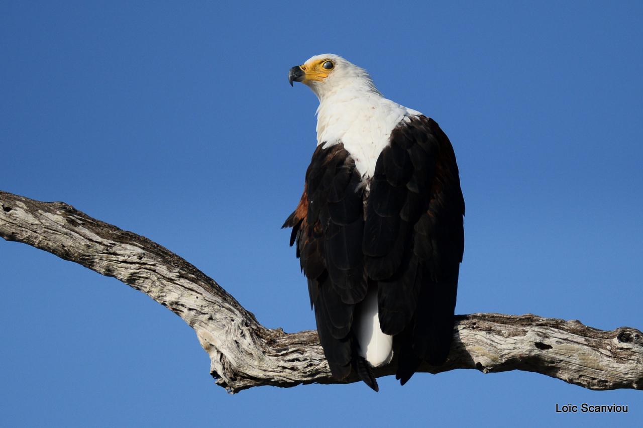 Aigle vocifère/African Fish Eagle (8)