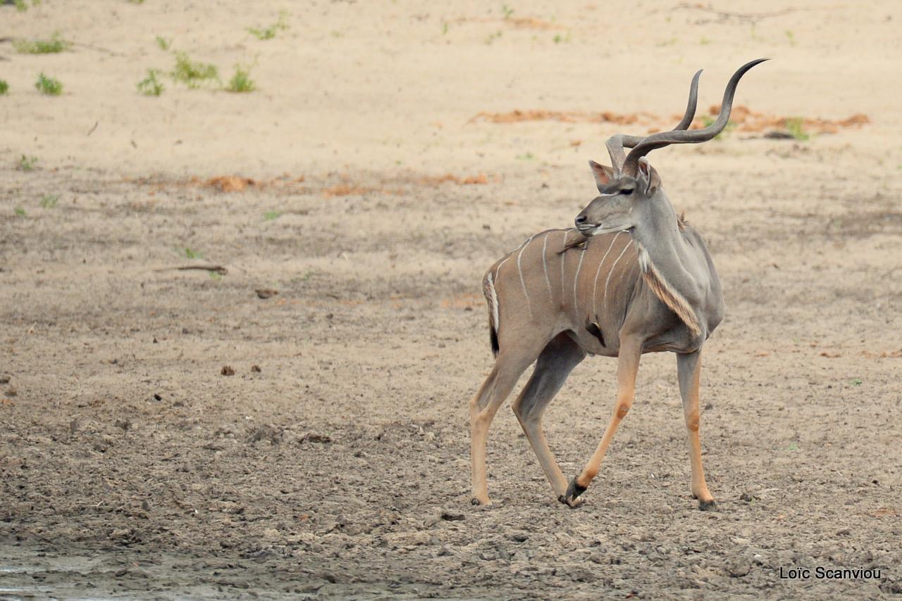 Grand koudou/Greater Kudu (6)