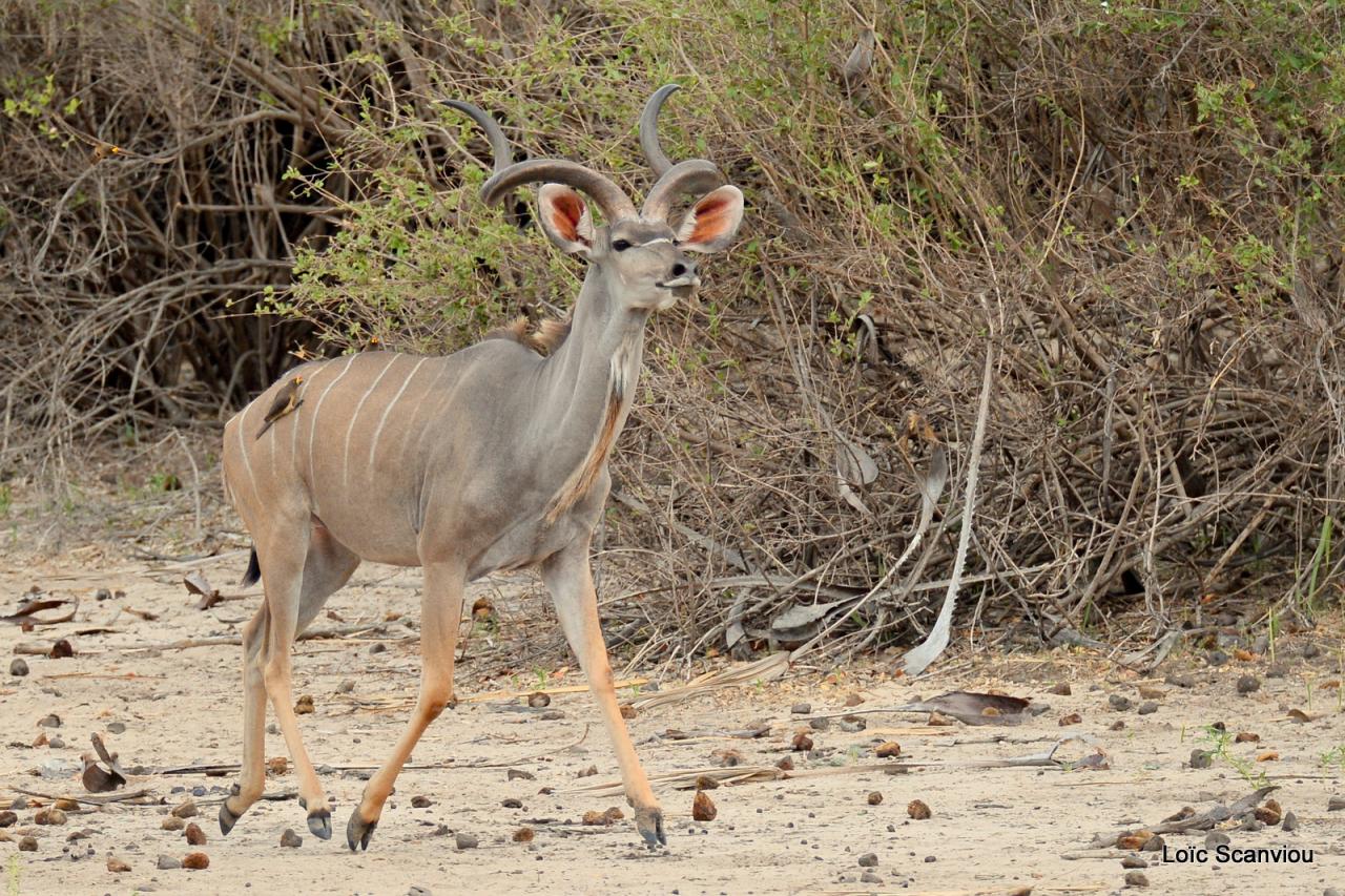 Grand koudou/Greater Kudu (7)