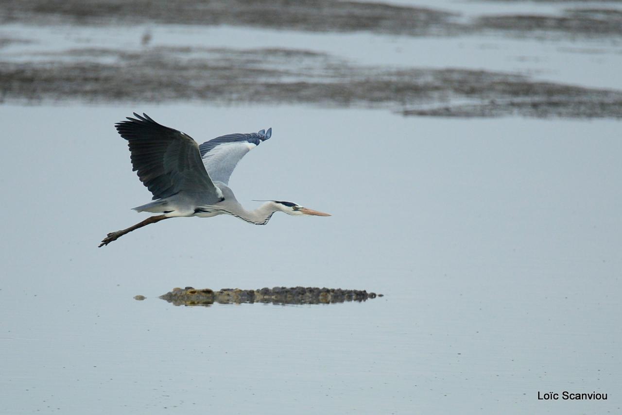 Héron cendré/Grey Heron (3)