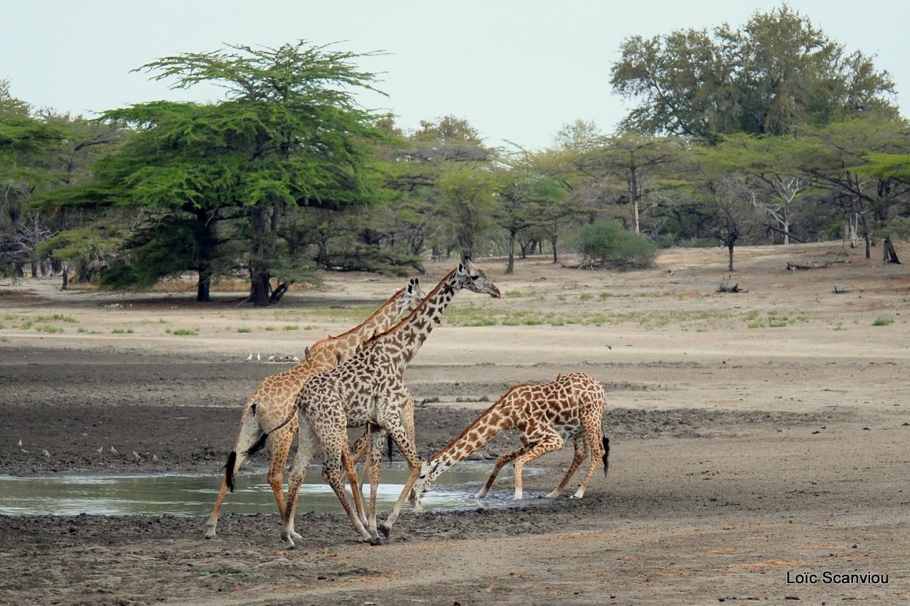 Girafe masaï/Masai Giraffe (26)