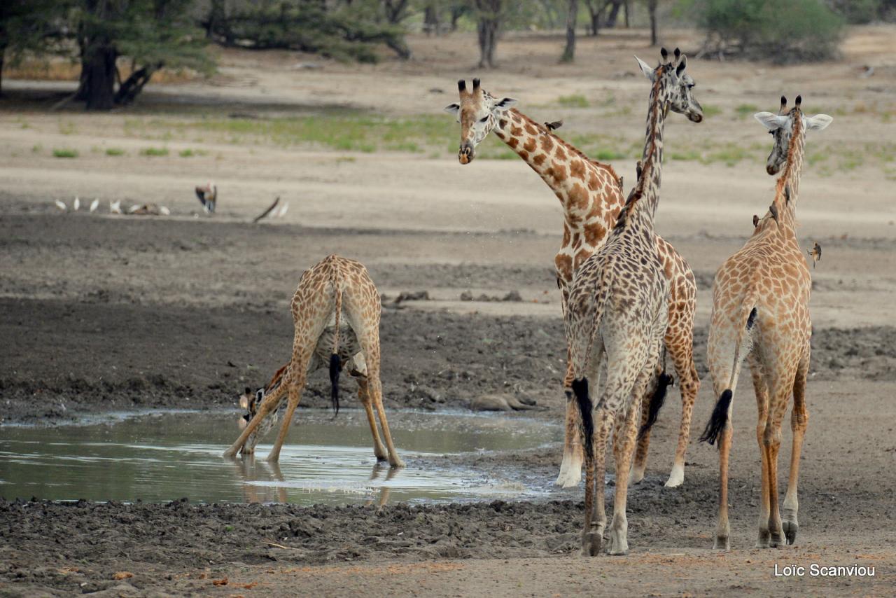 Girafe masaï/Masai Giraffe (27)