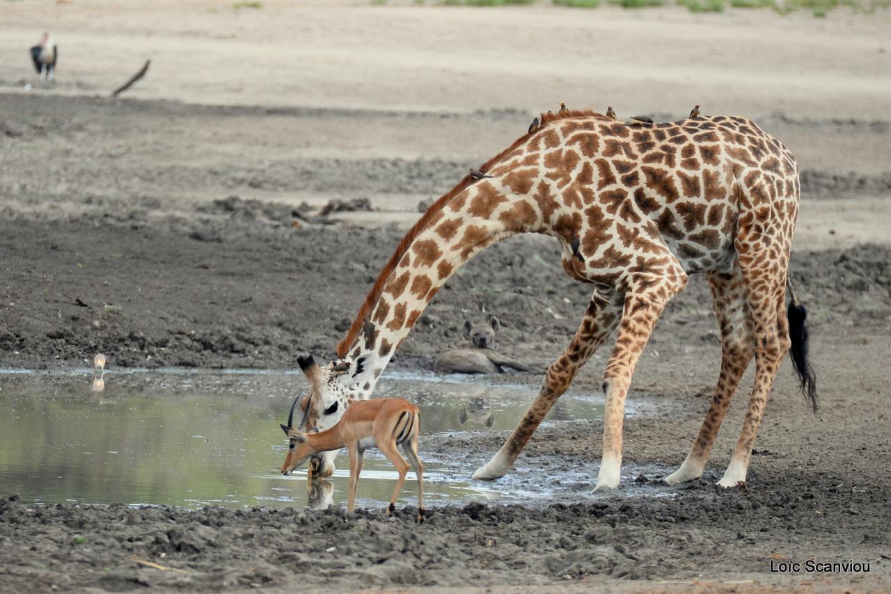 Girafe masaï/Masai Giraffe (28)