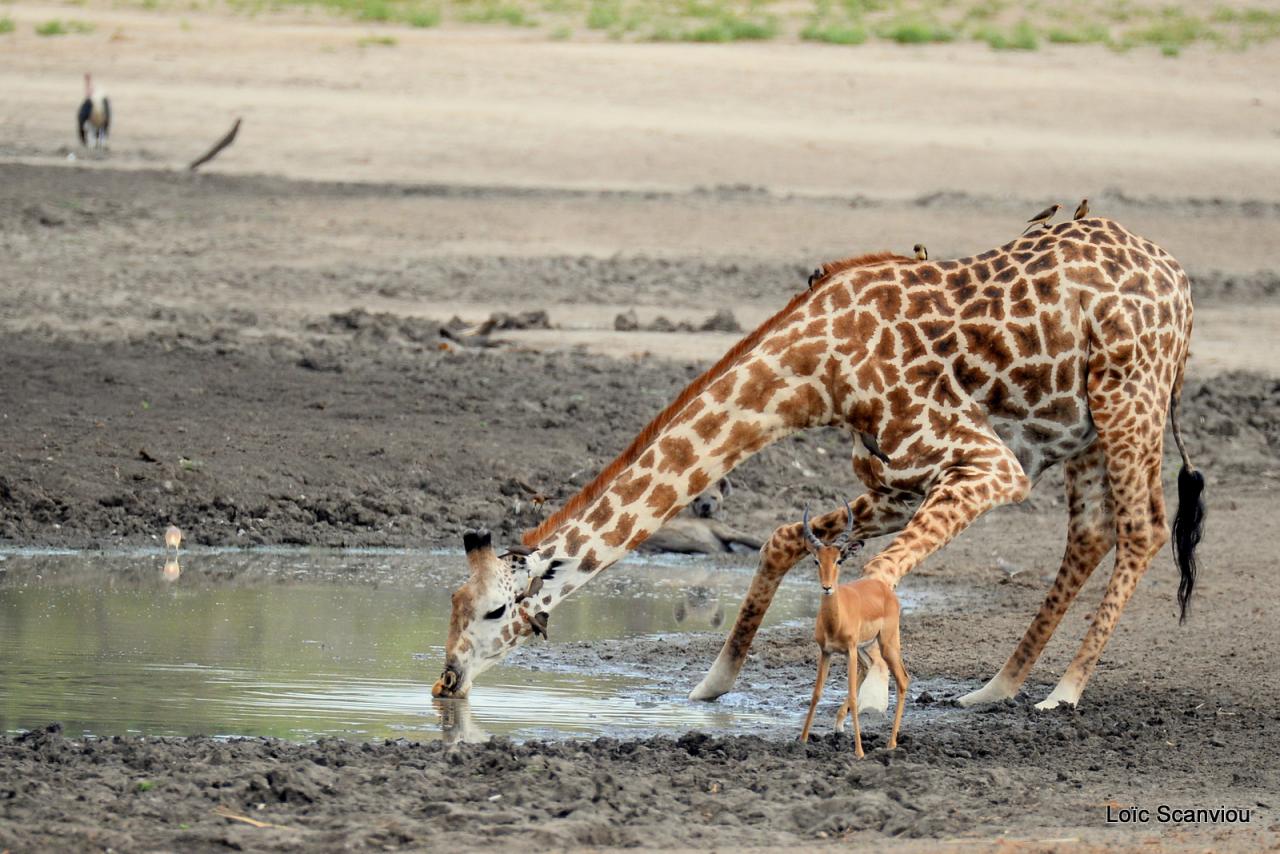 Girafe masaï/Masai Giraffe (29)