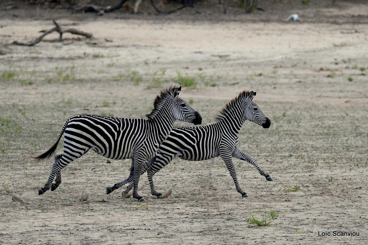 Zèbre de Burchell/Burchell's Zebra (9)