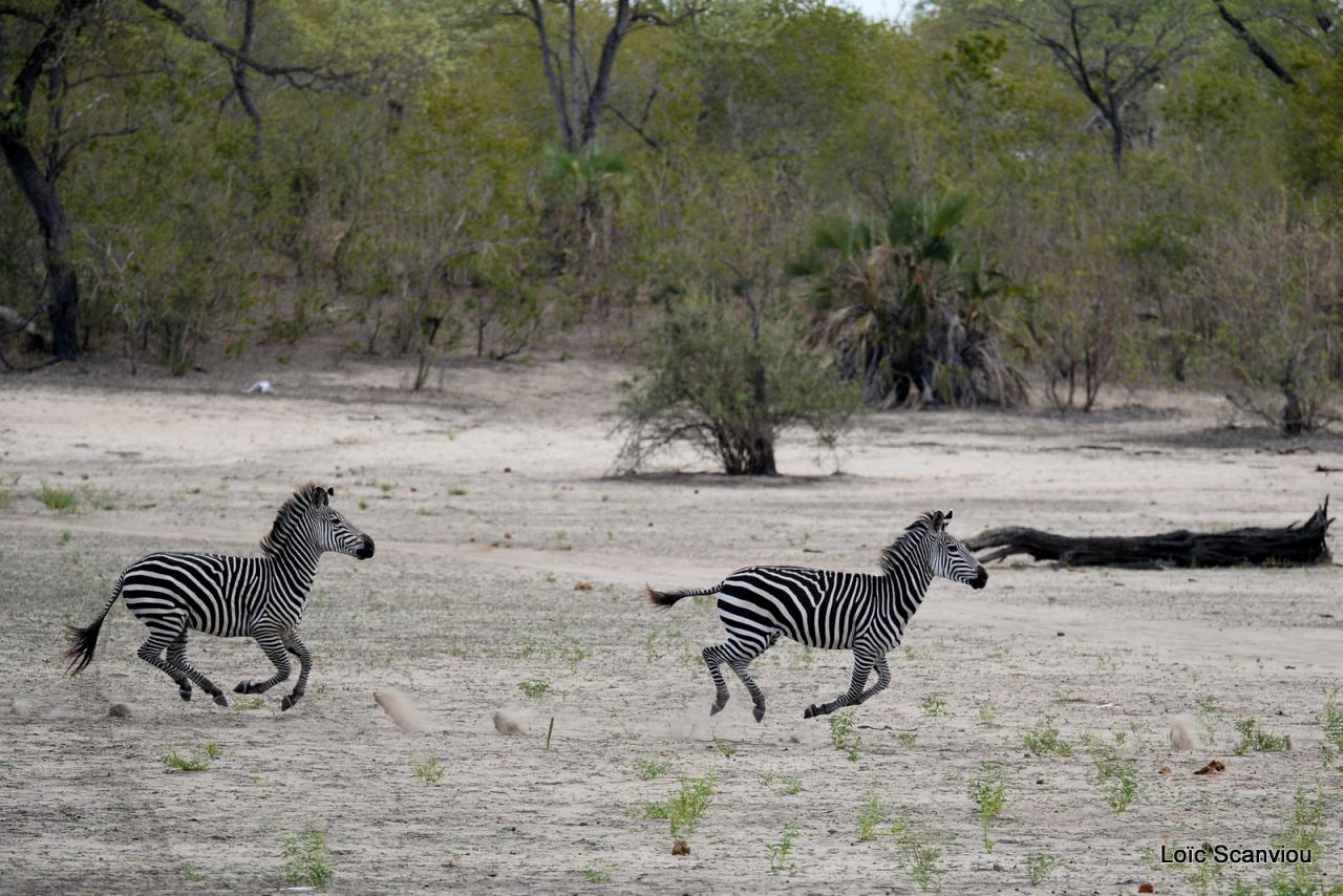 Zèbre de Burchell/Burchell's Zebra (10)