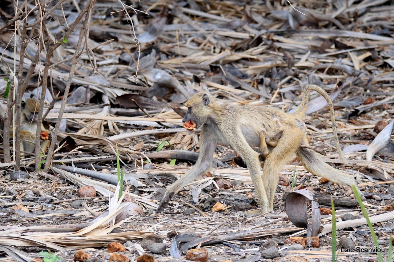 Babouin/Baboon (2)