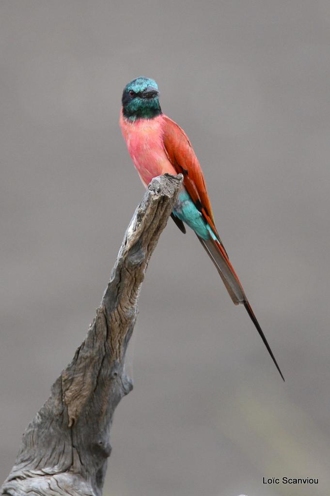 Guêpier écarlate/Northern Carmine Bee-Eater (12)