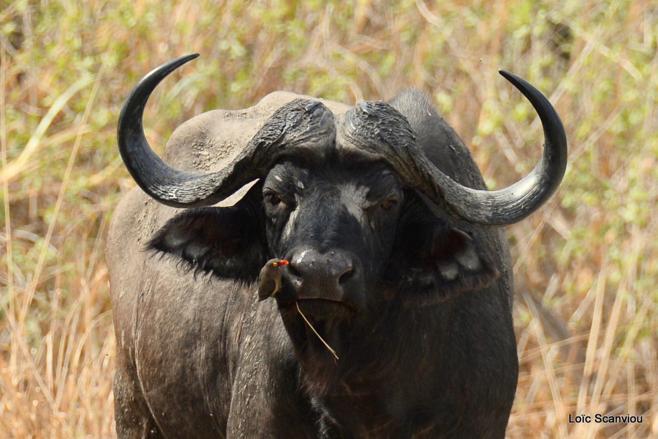 Buffle du Cap/Cape Buffalo (8)