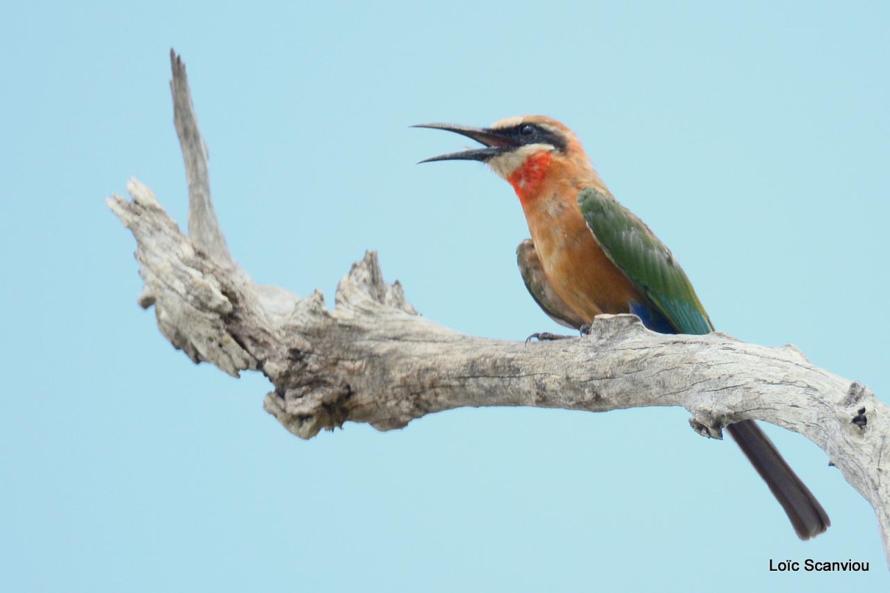 Guêpier/Bee-Eater (13)