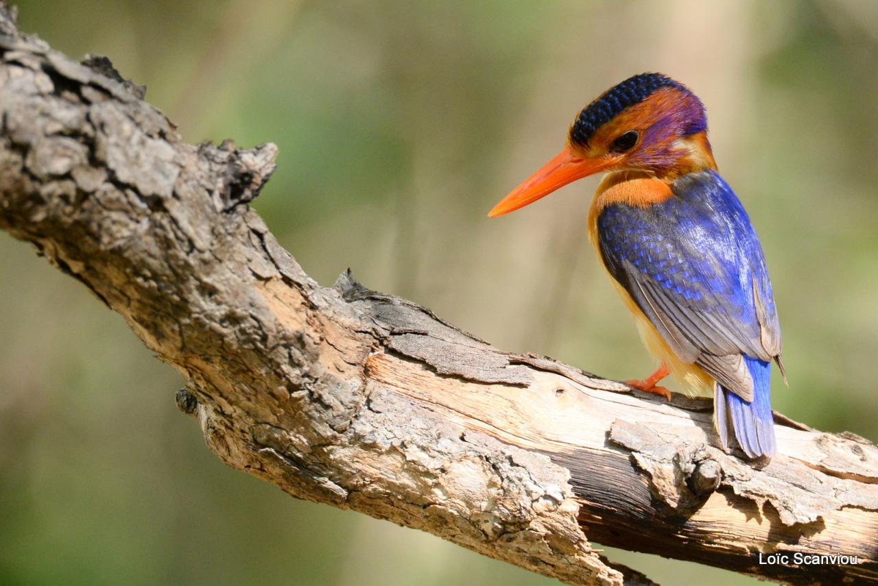 Martin-Pêcheur pygmée/African Pygmy-Kingfisher (3)