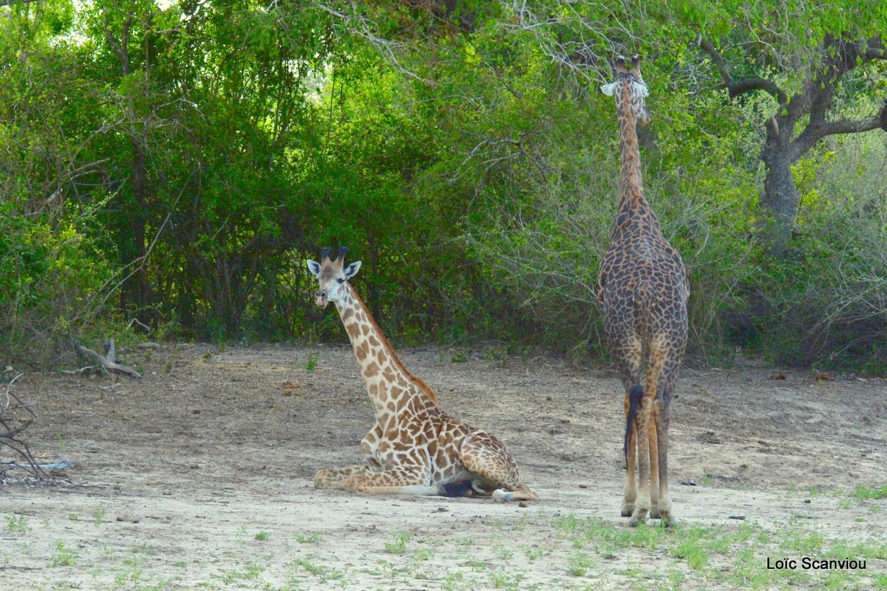 Girafe masaï/Masai Giraffe (30)