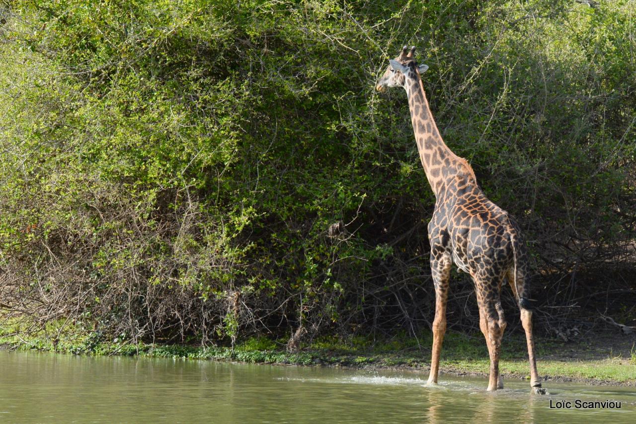 Girafe masaï/Masai Giraffe (31)