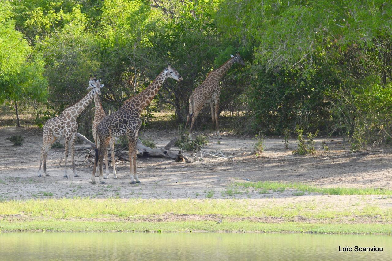 Girafe masaï/Masai Giraffe (32)