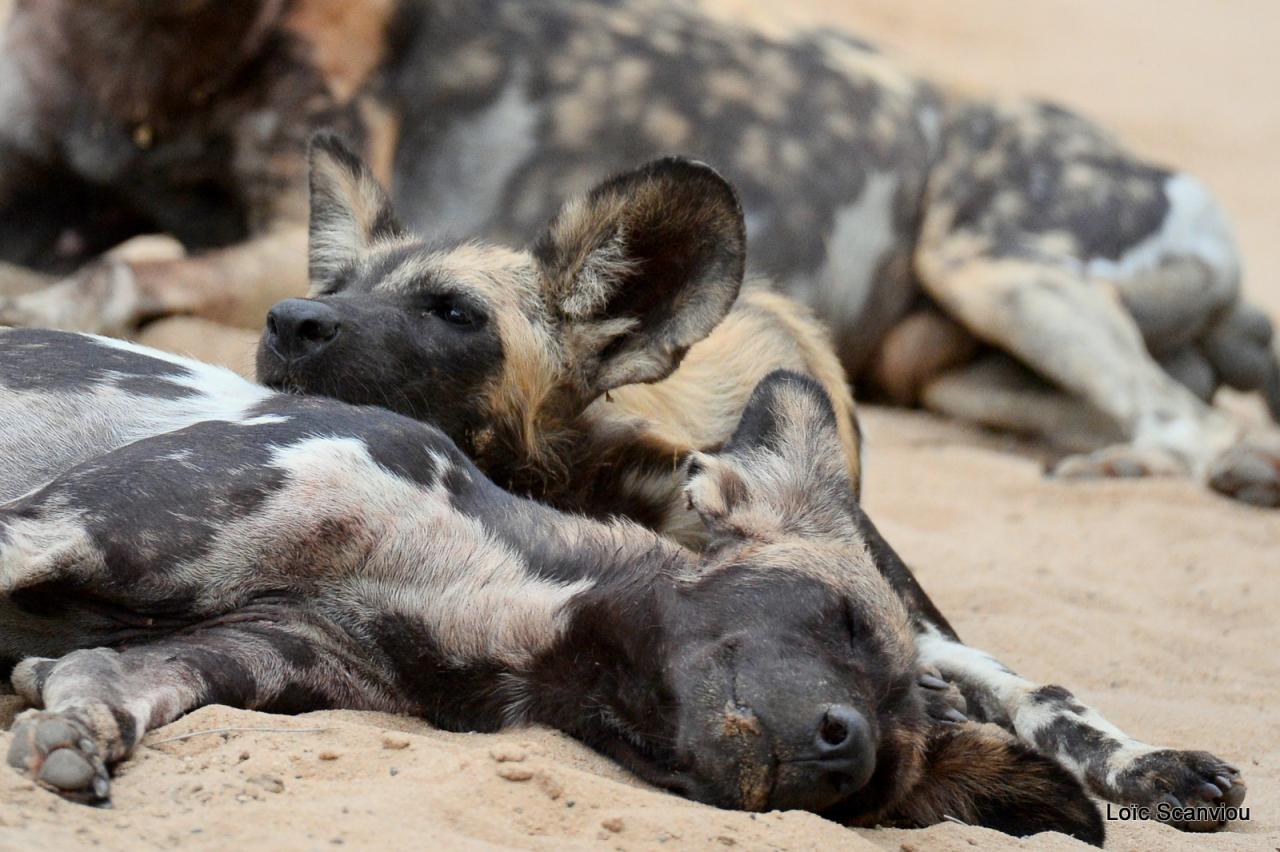 Lycaon/African Wild dog (20)