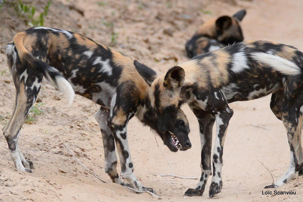 Lycaon/African Wild dog (22)