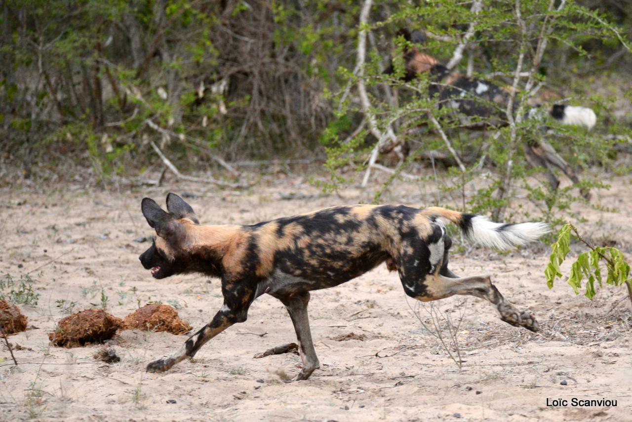 Lycaon/African Wild dog (23)